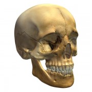 Skull v3 3d model