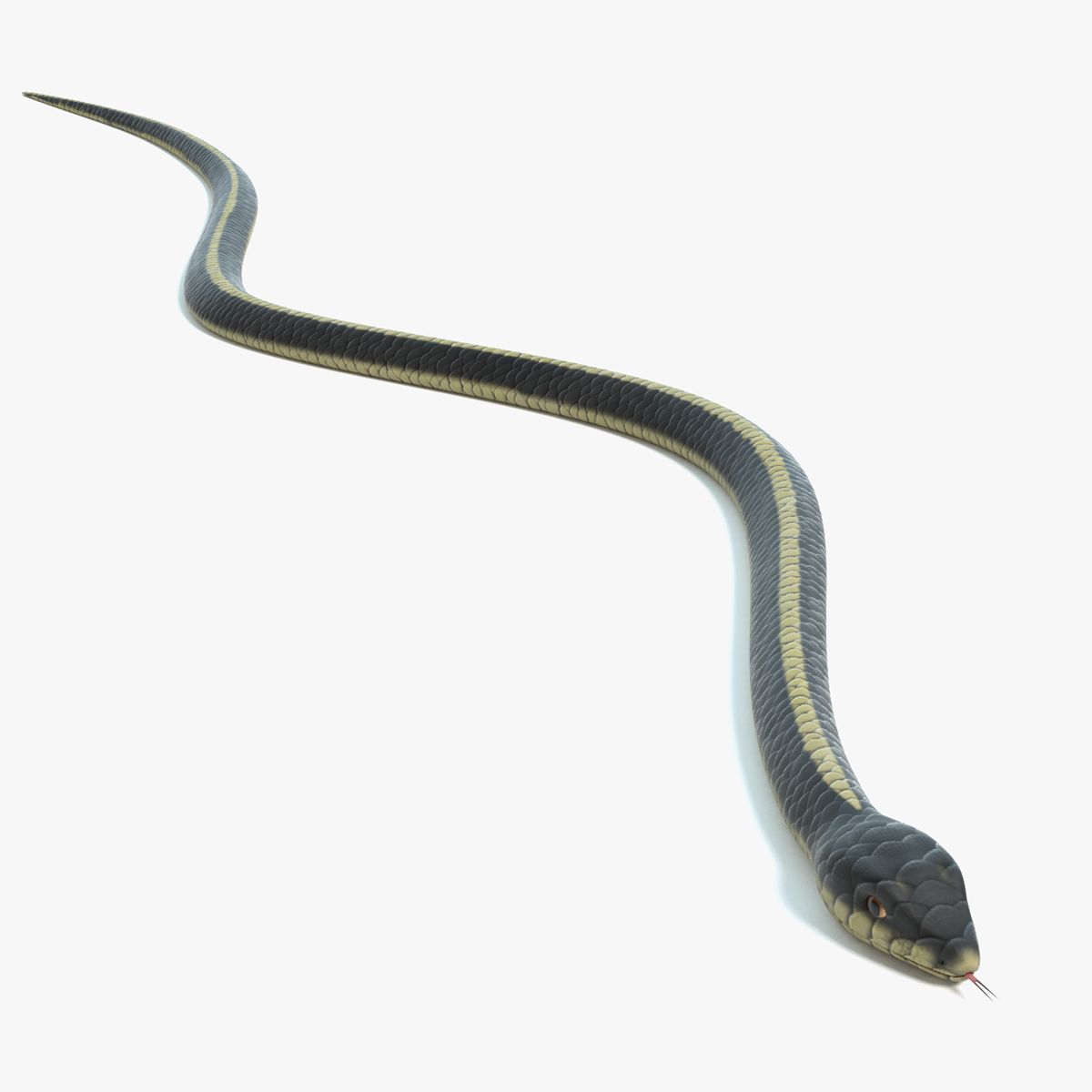 Garter Snake 3d model