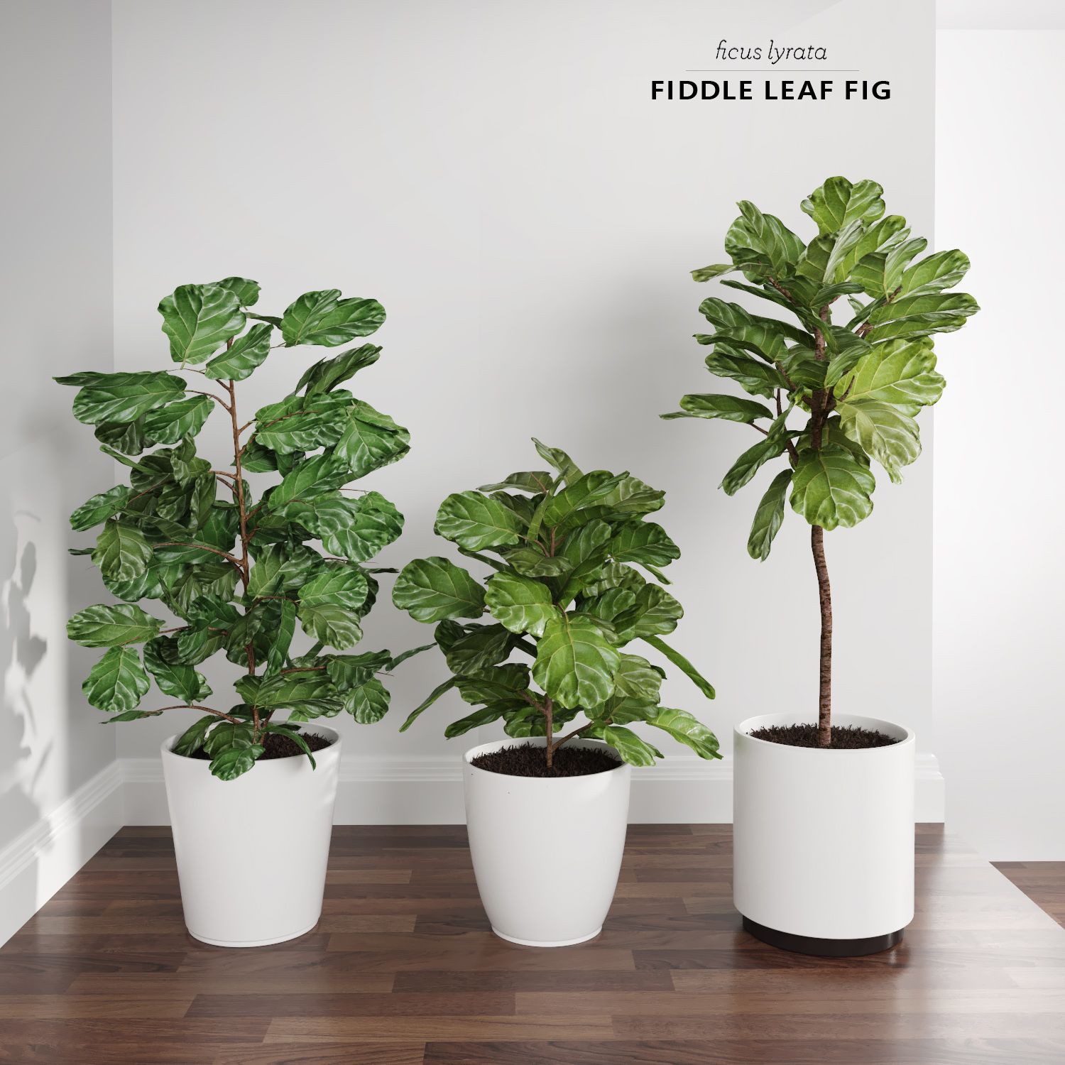 Ficus Lyrata Trees (+GrowFX) 3d model