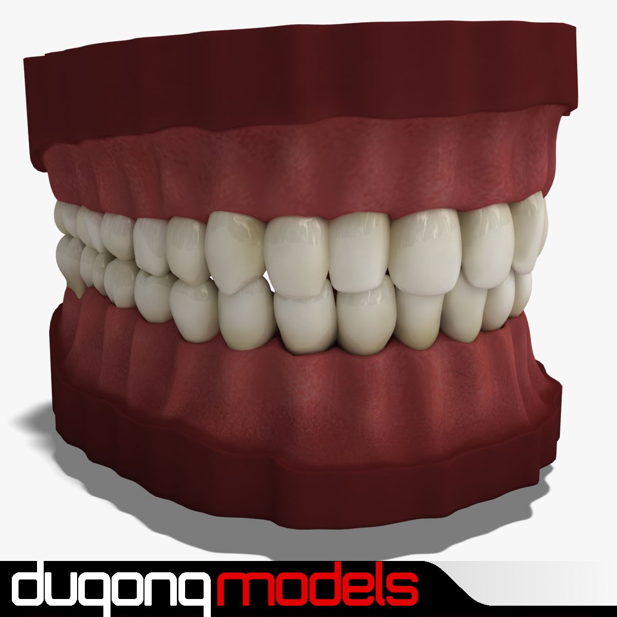 Teeth 3d model