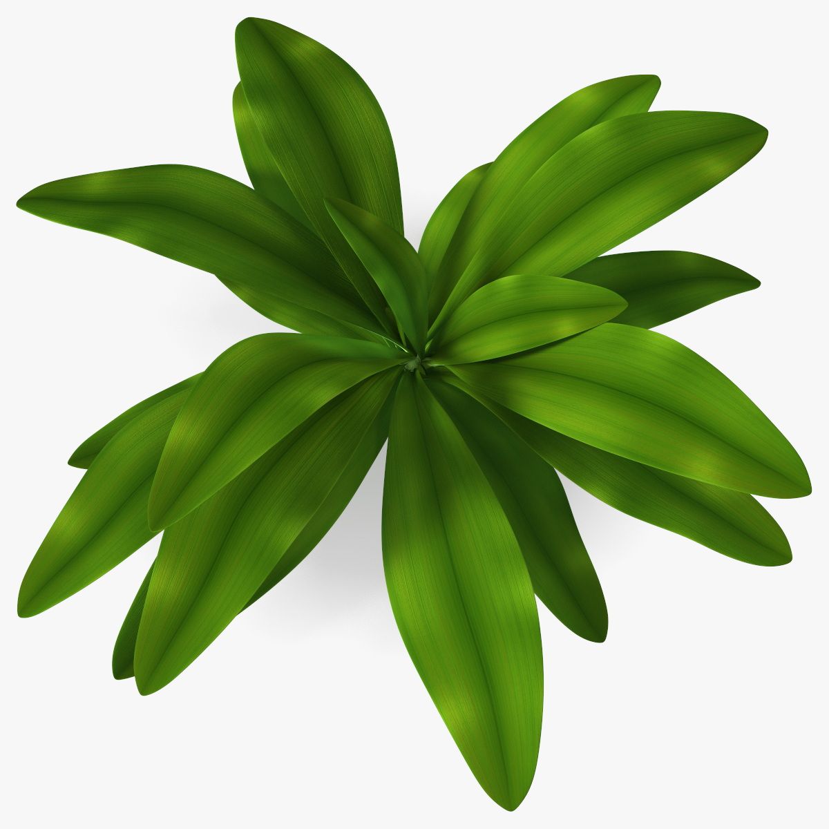 Plante Tropicale Glauca Cordyline 3d model