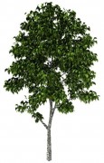 Birch Tree 3d model