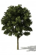 Tree 3d model