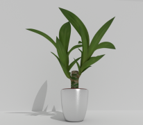 Indoor Pot Plant 2 3d model