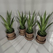 Indoor Pot Plant 3 3d model