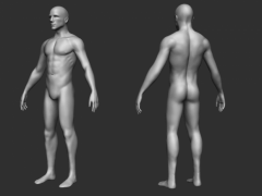 Male Base 3d model