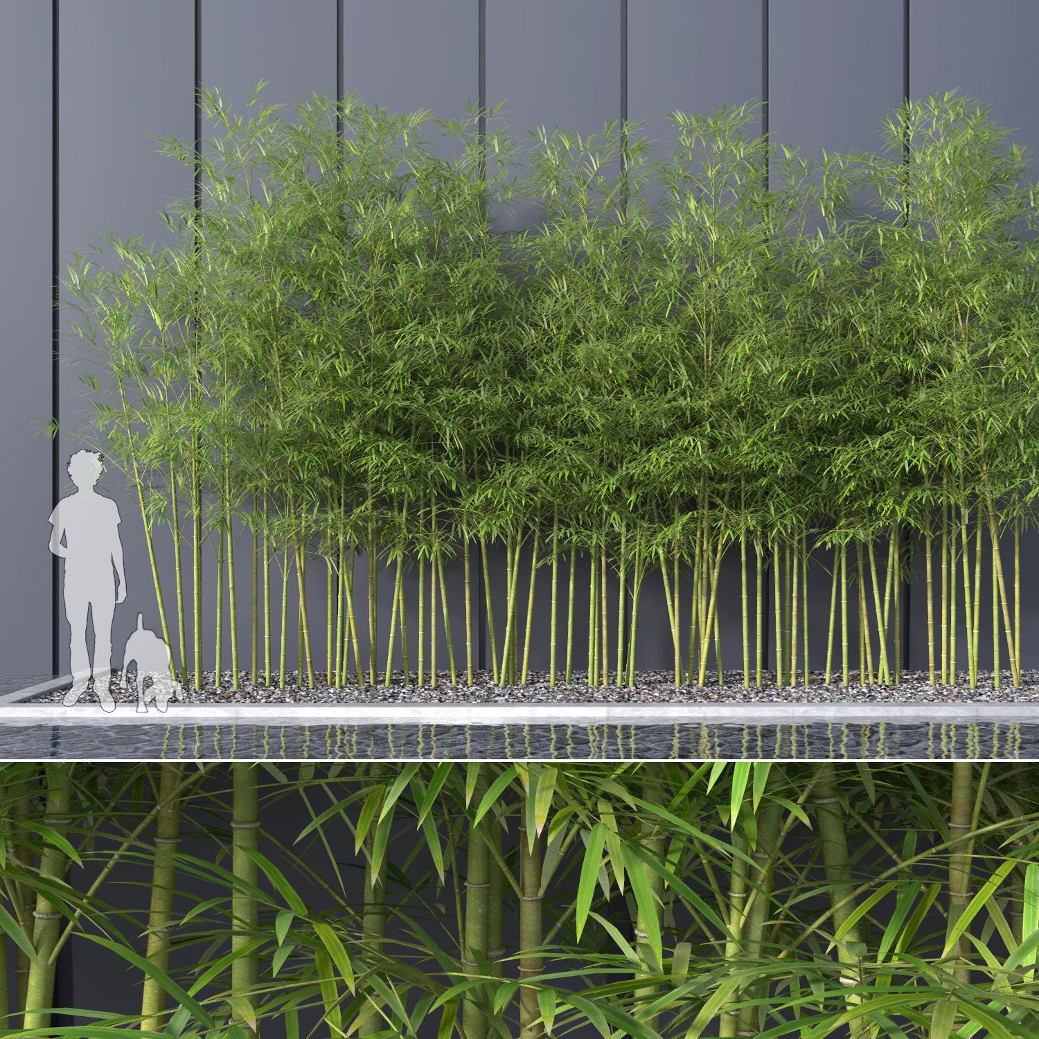 Bamboo Trees 4 (+GrowFX) 3d model