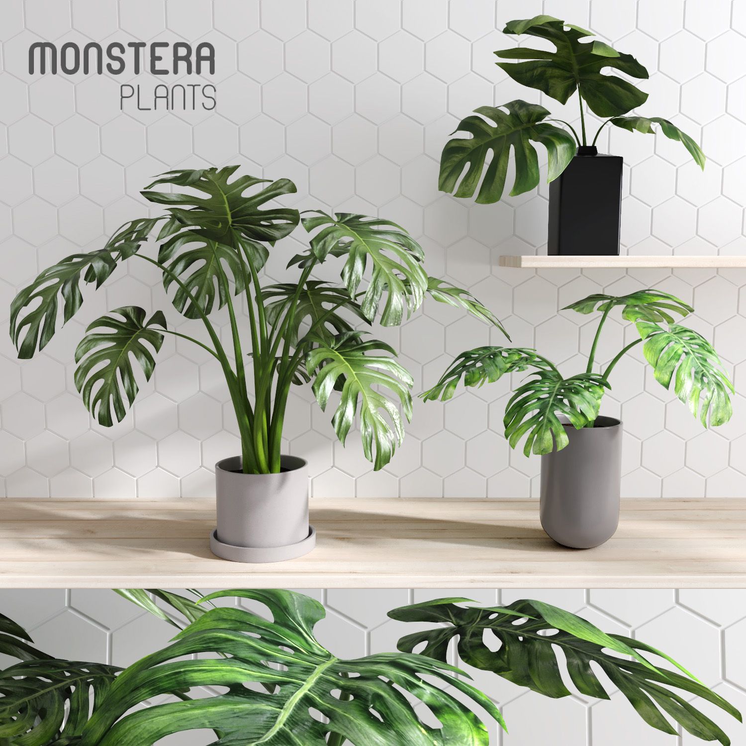 Monstera Plants (+GrowFX) 3d model