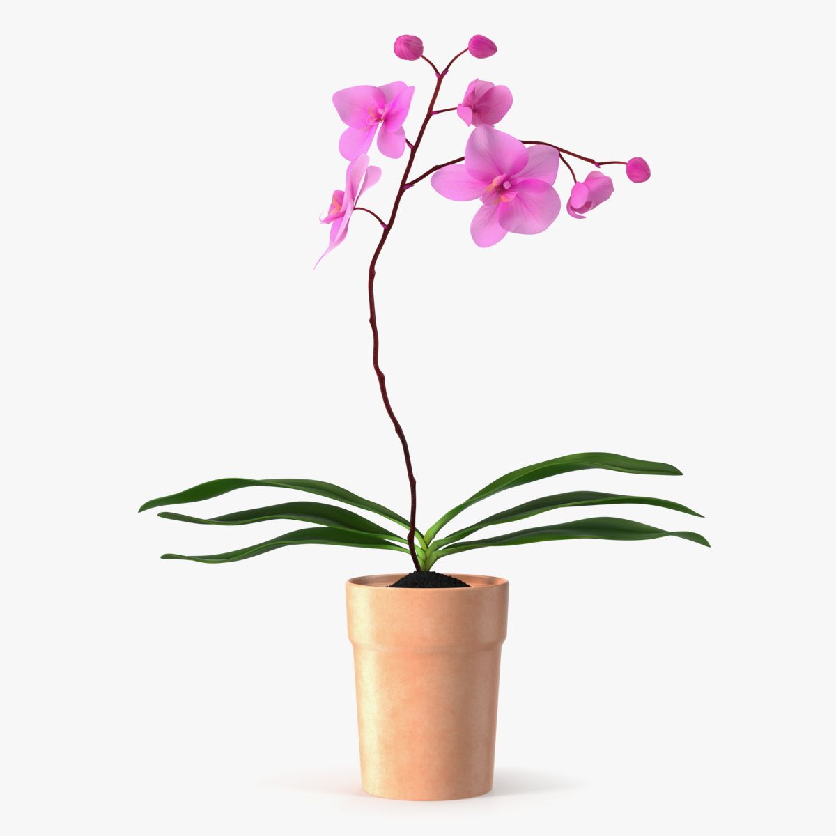 Pot en Argile avec Orchidée Rose 3d model