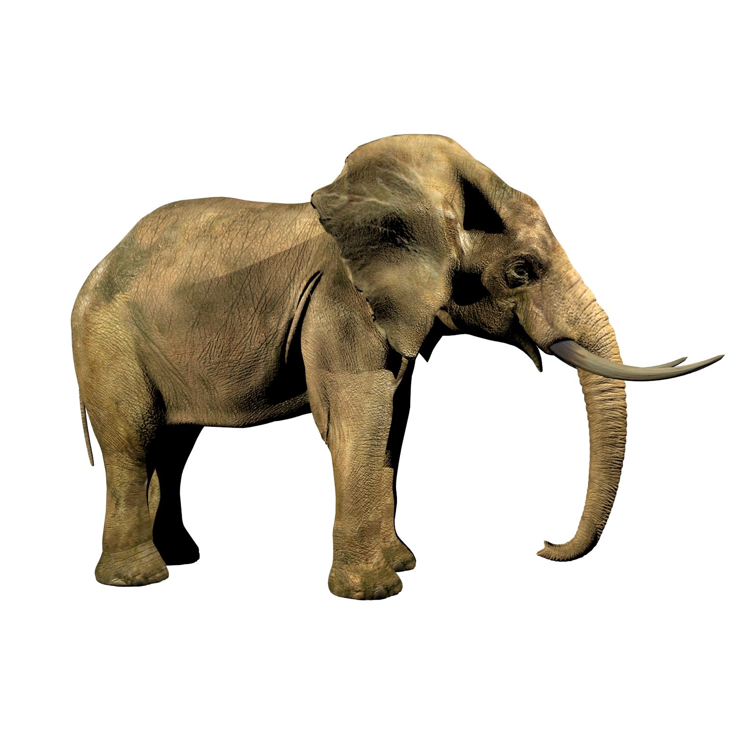 Elephant (african) 3d model